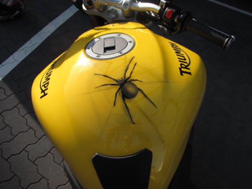 Nahaufnahme des Stauraums eines gelb-schwarzen Motorrads mit einer mit Airbrush aufgetragenen Spinne vorne auf dem Lenker